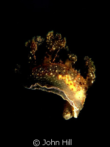 Melibe Fimbriata taking a swim (nothing to do with me). f... by John Hill 